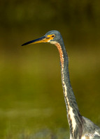 Tri-colored Heron