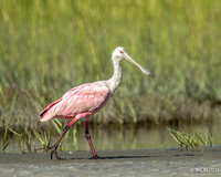 Rosette Spoonbills