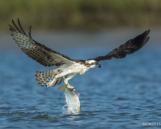 Ospreys