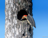 Woodpeckers