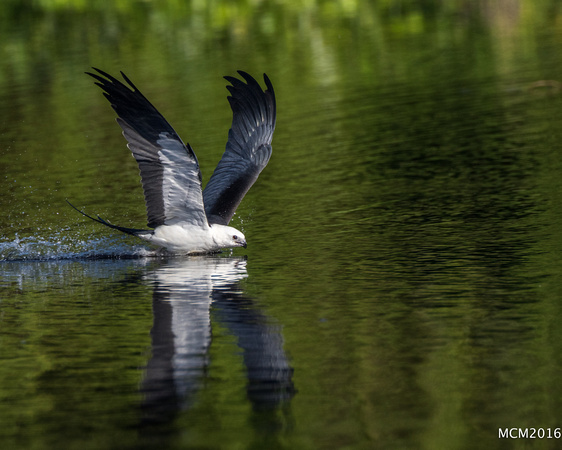 Swallow-tailed Kites